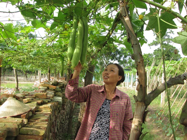 Hà Nội: Đầu tư 136 tỷ đồng cho gần 7.000 hộ nông dân sản xuất - Ảnh 1.