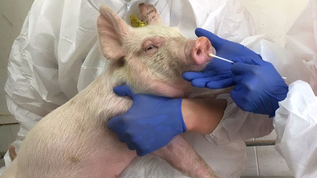 Bác sĩ cấp cứu Mỹ cảnh báo chủng cúm lợn mới ở TQ &quot;rất nguy hiểm&quot; - Ảnh 1.