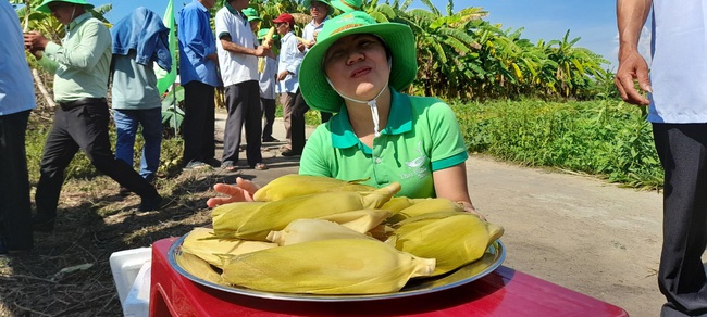 Quảng Nam: Được ăn và tham quan tại ruộng, nông dân &quot;mê&quot; giống ngô mới TBM18 - Ảnh 4.