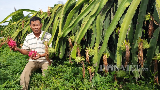 Thái Bình: Bắt thăng long bò ngang, u50 bỏ túi hàng trăm triệu/năm - Ảnh 1.