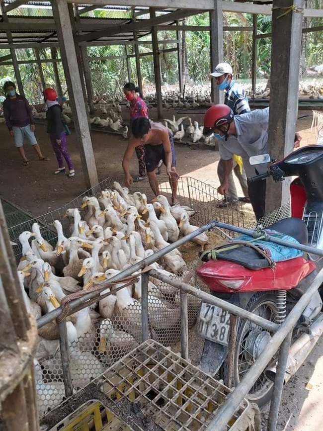 Giá gia cầm hôm nay 23/7: Thương lái tăng mua, người nuôi vịt thịt có lãi khá - Ảnh 1.