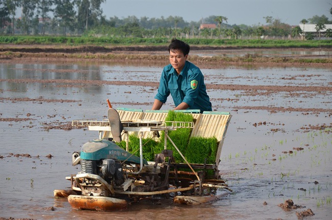 Cấy lúa bằng máy nhà nông hết cảnh còng lưng - Ảnh 2.