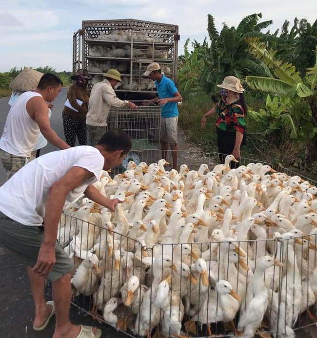 Giá gia cầm hôm nay 25/7: Vịt đồng cạn dần, vịt trại &quot;lên ngôi&quot;, gà lông màu chững giá - Ảnh 1.