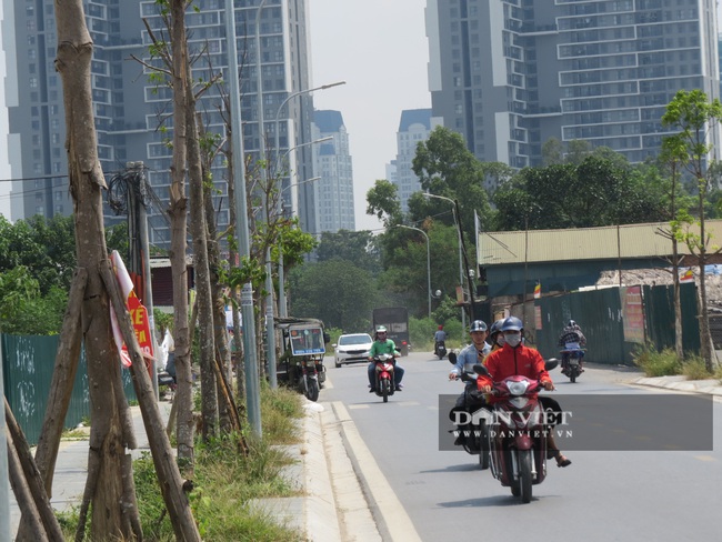 Hà Nội: Nguy hiểm rình rập từ gần 100 cây xanh &quot;đột tử trên đường Sa đôi - Ảnh 4.