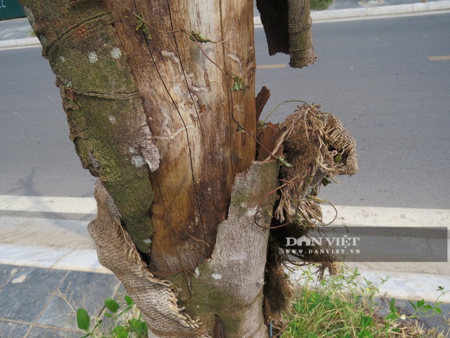 Hà Nội: Nguy hiểm rình rập từ gần 100 cây xanh &quot;đột tử trên đường Sa đôi - Ảnh 3.