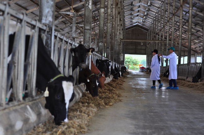 Đánh thức tiềm năng chăn nuôi của Tây Nguyên (bài 1): Đột phá chăn nuôi bò sữa ở Lâm Đồng - Ảnh 1.