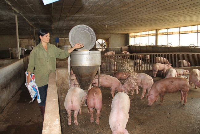 Đánh thức tiềm năng chăn nuôi của Tây Nguyên (bài 2): “Đất vàng” xây dựng vùng an toàn dịch bệnh - Ảnh 1.