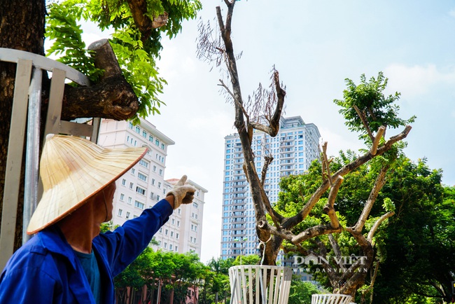 Hàng cây sưa tiền tỷ bọc sắt thoi thóp phải truyền dịch vào thân - Ảnh 2.