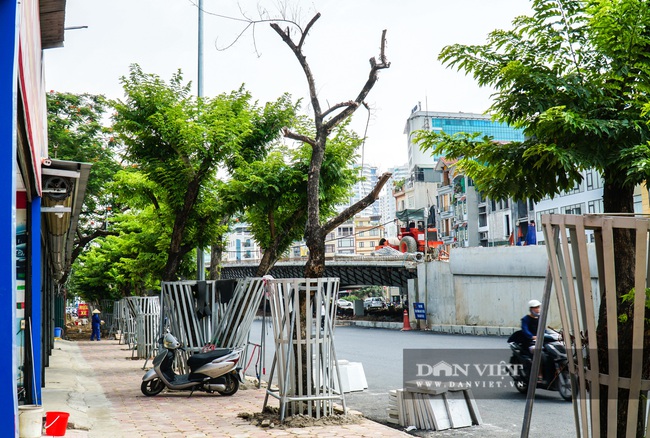 Hàng cây sưa tiền tỷ bọc sắt thoi thóp phải truyền dịch vào thân - Ảnh 3.