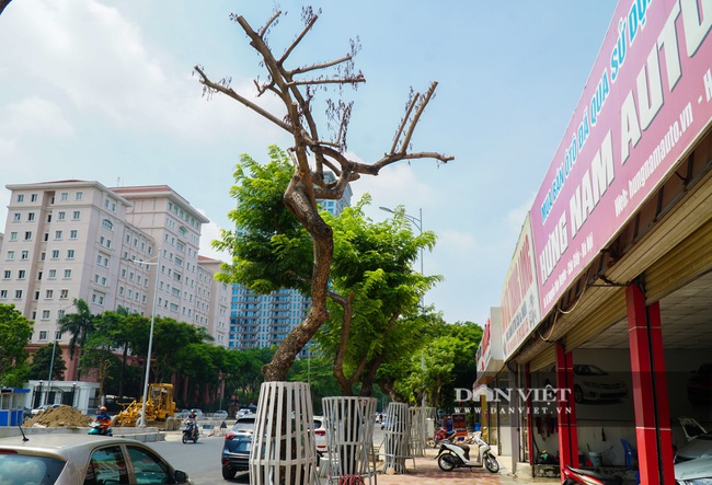 Hàng cây sưa tiền tỷ bọc sắt thoi thóp phải truyền dịch vào thân - Ảnh 11.