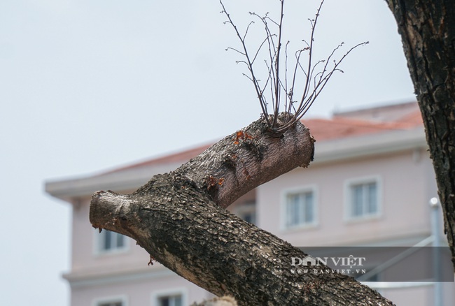 Hàng cây sưa tiền tỷ bọc sắt thoi thóp phải truyền dịch vào thân - Ảnh 5.