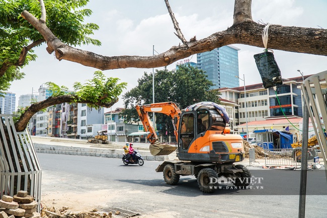 Hàng cây sưa tiền tỷ bọc sắt thoi thóp phải truyền dịch vào thân - Ảnh 8.