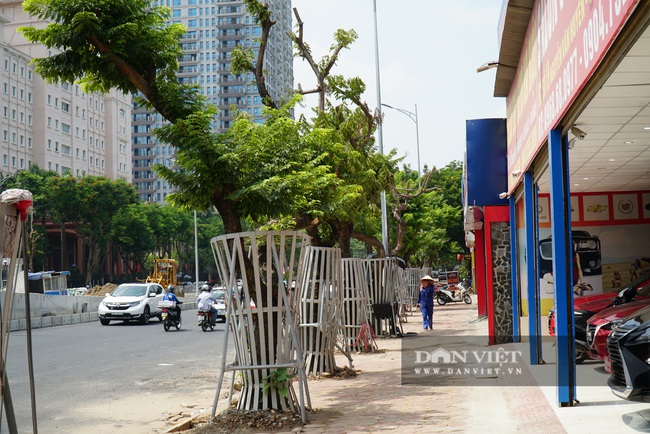 Hàng cây sưa tiền tỷ bọc sắt thoi thóp phải truyền dịch vào thân - Ảnh 12.