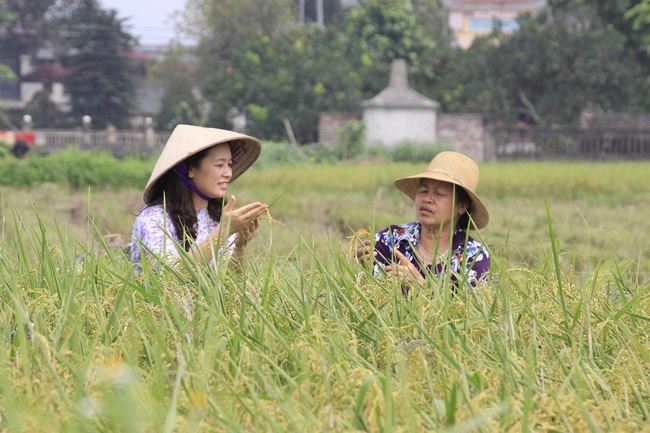 Gạo Việt trước “giờ G” tìm đường sang EU  - Ảnh 1.
