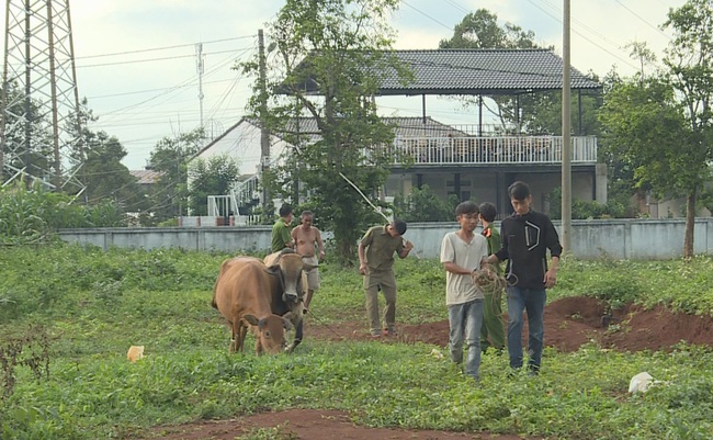 Trộm bò từ Khánh Hòa rồi thuê xe chở lên Đắk Lắk bán - Ảnh 2.