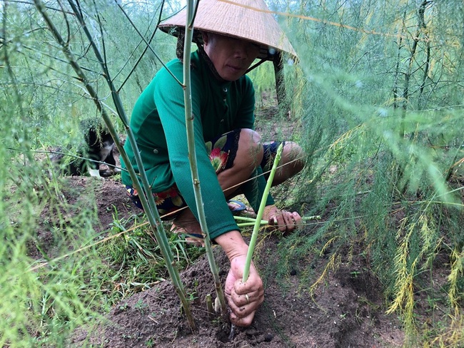 Trồng &quot;rau hoàng đế&quot;, ngày nào cũng có mầm mập ú cắt bán, không lo đụng hàng dội chợ - Ảnh 1.