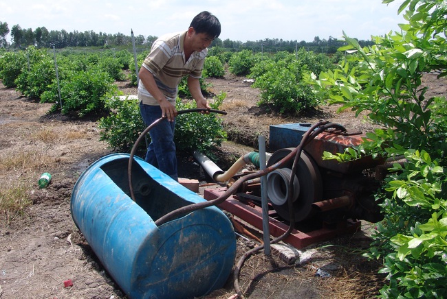 Chịu ảnh hưởng dịch Covid-19 và hạn mặn nặng nề, chanh vẫn cho “giá đẹp” - Ảnh 3.