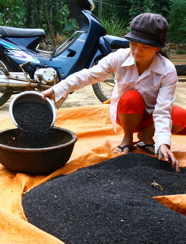 Quảng Trị: Gạo sạch, tiêu đen và những sản phẩm đặc trưng nào đã được gắn sao OCOP?  - Ảnh 1.