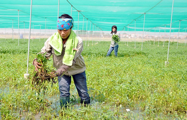 “Chất keo” gắn kết phong trào nông dân ở Bắc Ninh - Ảnh 1.