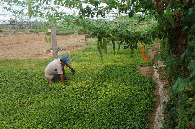 Đà Nẵng: Gía rau quả tăng cao, nông dân phấn khởi - Ảnh 2.