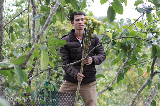 Dâu tây và hồng ăn trái Đà Lạt phải cạnh tranh gay gắt với hàng Trung Quốc - Ảnh 6.