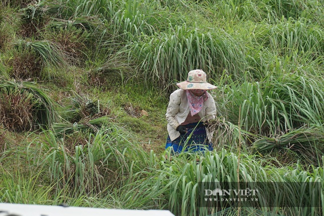 Trồng sả lấy tinh dầu, người Mông ở Trạm Tấu giàu lên  - Ảnh 2.