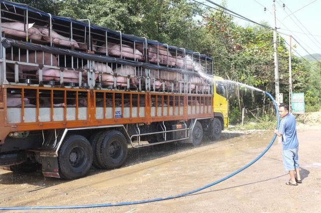 Một doanh nghiệp đang nhập 100.000 con heo thịt về Việt Nam - Ảnh 1.