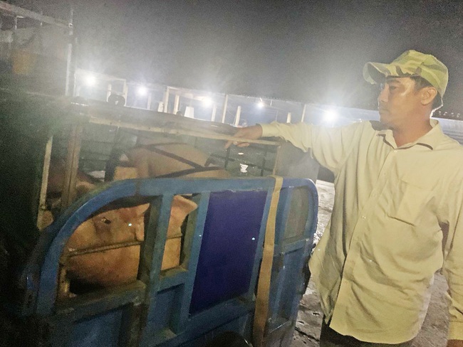 Một doanh nghiệp đang nhập 100.000 con heo thịt về Việt Nam - Ảnh 3.