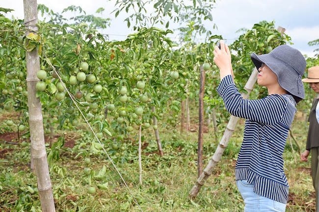 4 giải pháp phát triển chanh leo bền vững - Ảnh 2.