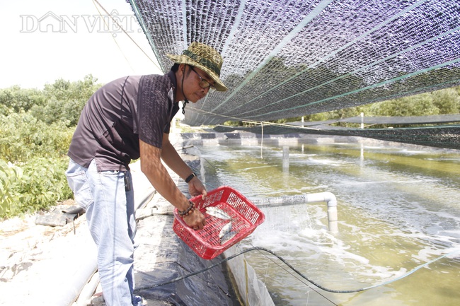 Quảng Trị: Bỏ chức giám đốc, đánh liều vay vốn nuôi ốc hương đem lại hiệu quả bất ngờ - Ảnh 4.