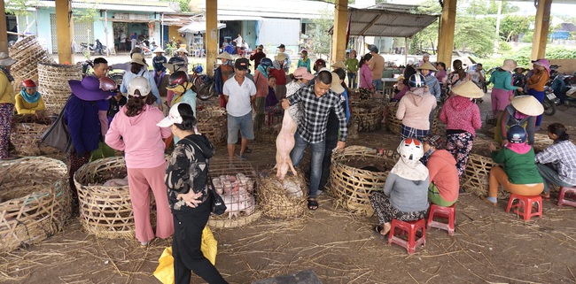 Quảng Nam: Heo giống tăng cao, chợ “Trư Bát Giới” lớn nhất miền Trung luôn tấp nập - Ảnh 3.