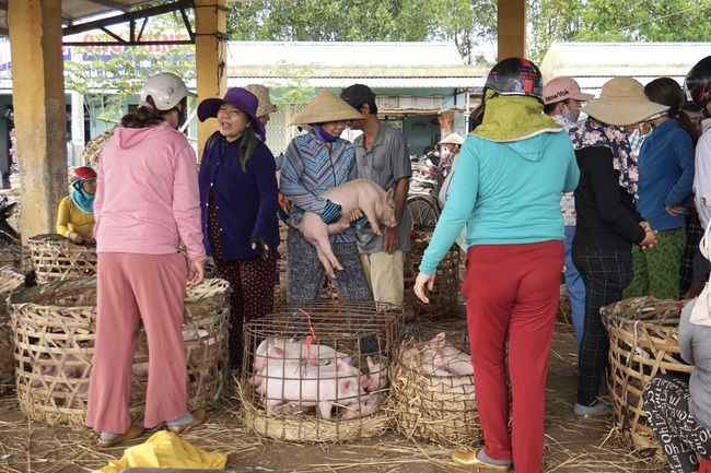 Quảng Nam: Heo giống tăng cao, chợ “Trư Bát Giới” lớn nhất miền Trung luôn tấp nập - Ảnh 5.