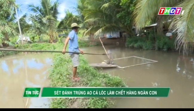 Đồng Tháp: Sét đánh xuống ao, sau tiếng nổ lớn khiến 1 tấn cá lóc bị chết - Ảnh 2.