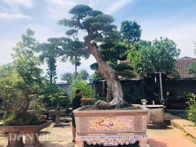 Phú Thọ: Ông thợ mộc mua cây Duối cổ 400 tuổi giá 2 triệu, trả 3 tỷ đồng không bán - Ảnh 2.