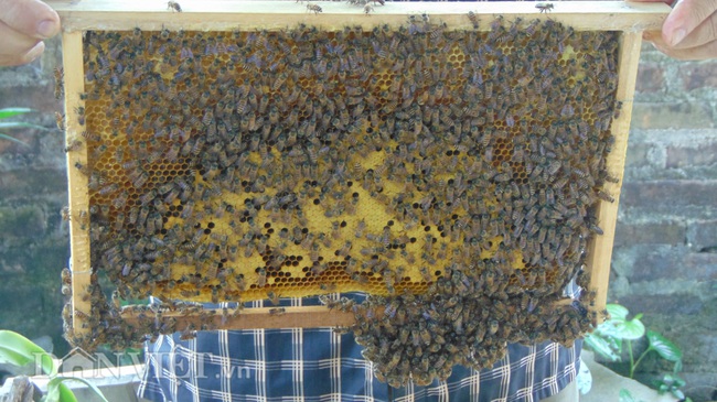 Cụ ông 80 vẫn làm nên cơ nghiệp với bầy ong - Ảnh 2.