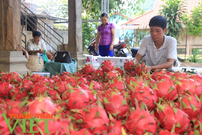 Thuận Châu xuất khẩu 2 tấn thanh long ruột đỏ sang Nga - Ảnh 3.