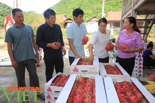 Thuận Châu xuất khẩu 2 tấn thanh long ruột đỏ sang Nga - Ảnh 2.