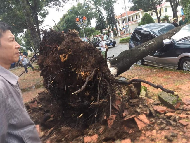 Lâm Đồng: Cây xanh bật gốc đè bẹp ô tô con  - Ảnh 2.