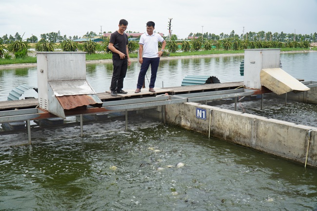 Độc chiêu thuần hóa, bán cá tra tươi sống cho người dân miền Bắc - Ảnh 1.