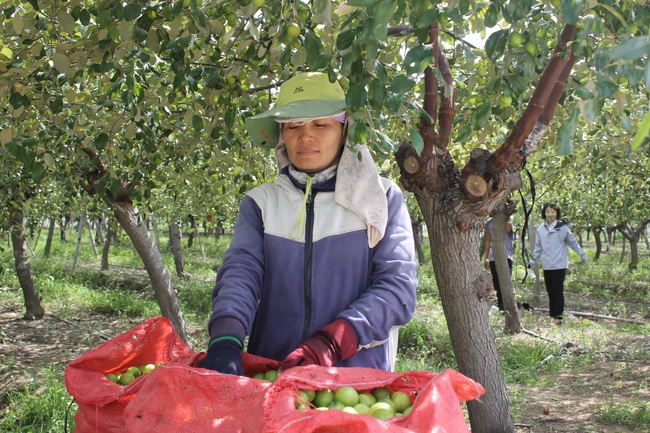 Vốn Agribank tiếp sức kịp thời nông dân trồng táo - Ảnh 1.