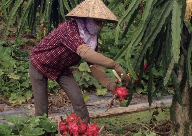 Thanh long chín đỏ vườn, không biết bán đi đâu  - Ảnh 1.