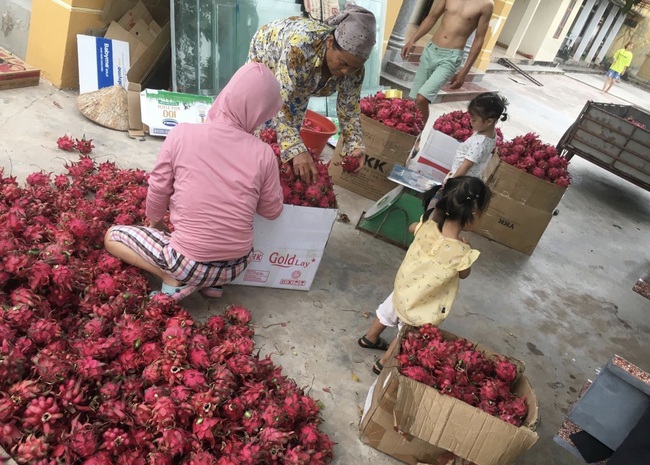 Thanh long chín đỏ vườn, không biết bán đi đâu  - Ảnh 3.