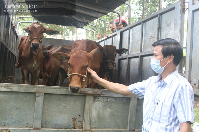 Hội Nông dân tỉnh Thanh Hóa: Trao 42 con bò cái cho hộ nghèo, cận nghèo - Ảnh 5.