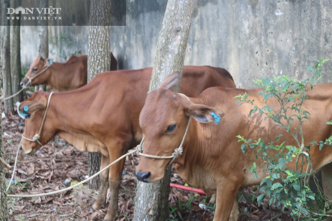 Hội Nông dân tỉnh Thanh Hóa: Trao 42 con bò cái cho hộ nghèo, cận nghèo - Ảnh 3.