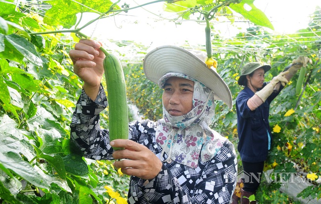 “Điểm tựa” cho nông nghiệp hữu cơ bứt phá (bài 3): Lấy lợi thế vùng miền xây mô hình điểm - Ảnh 1.