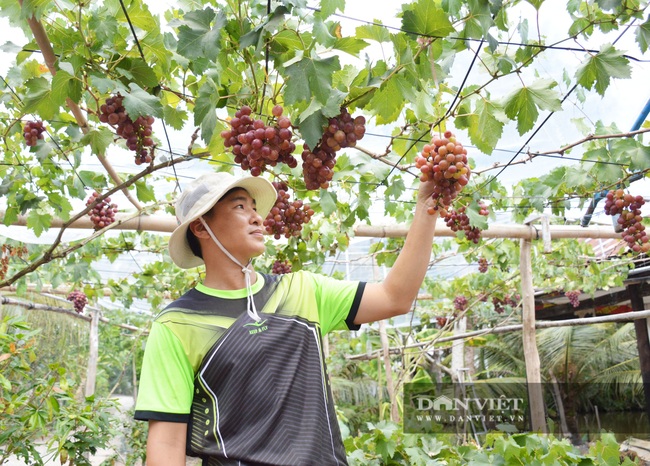 Gặp những “siêu nông dân” của xứ Công tử Bạc Liêu - Ảnh 4.