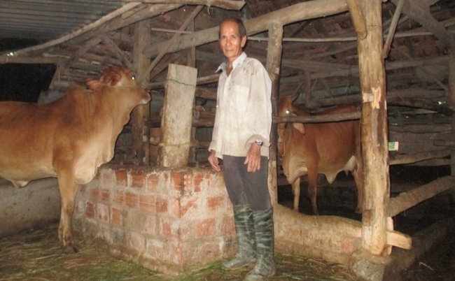 Quảng Ngãi: Chăn nuôi bò lai to bự, bán giá gấp 2 lần so với bò thường - Ảnh 2.