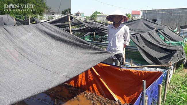 Lót bạt nuôi ếch thu về tiền triệu mỗi ngày - Ảnh 2.