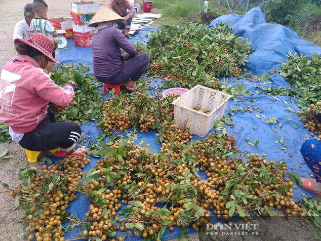 Nhãn và thanh long giá bằng bó rau muống… nông dân suy sụp - Ảnh 3.