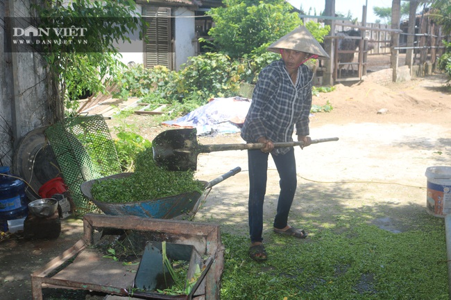 Thanh Hóa: Nuôi giống “chim khổng lồ” chỉ ăn cỏ, hạt ngũ cốc…lời 500 triệu/năm - Ảnh 4.